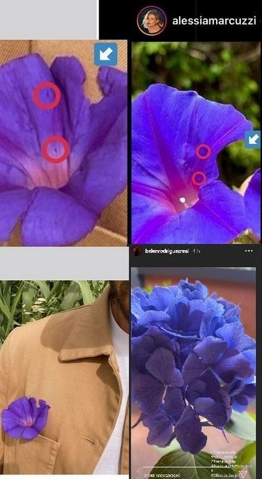 belen fiori viole